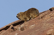 Rock Hyrax (Procavia capensis) - Namibia