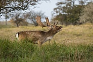 Fallow Deer