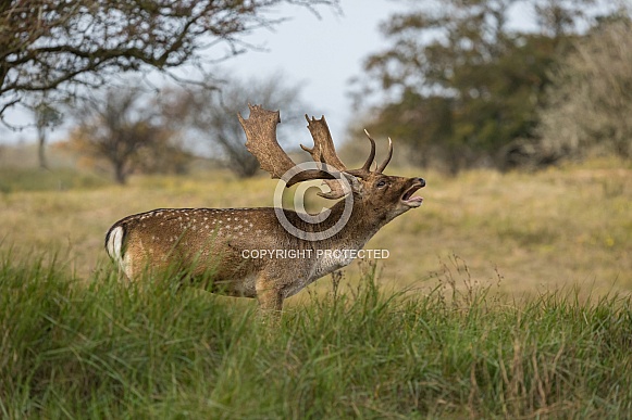 Fallow Deer