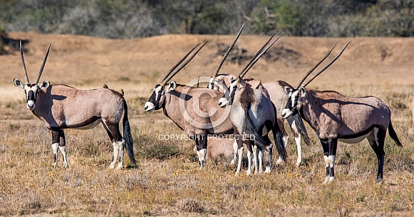 Gemsbok group