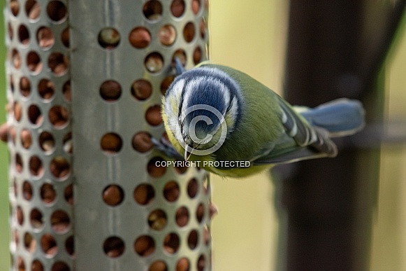 Eurasian blue tit Eurasian blue tit