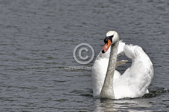 Mute Swan Mute Swan