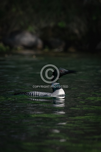 Common Loon (Gavia immer)