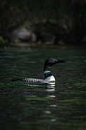 Common Loon (Gavia immer)