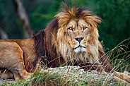 Pretty lion posing