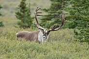 The reindeer or caribou (Rangifer tarandus)