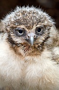 Little long-legged owl (Athene cunicularia)
