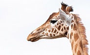 Kordofan Giraffe Side Profile Head Shot