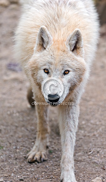 White Wolf White Wolf