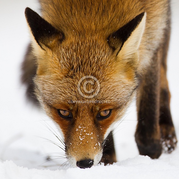 Red fox portrait Red fox portrait