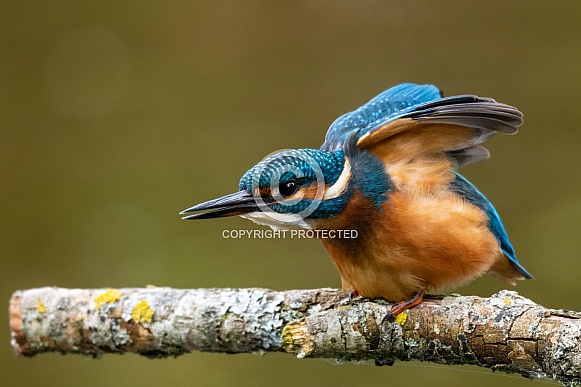 Female Kingfisher Female Kingfisher