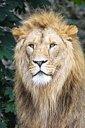 Lion (panthera Leo)