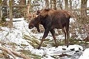 Moose bull