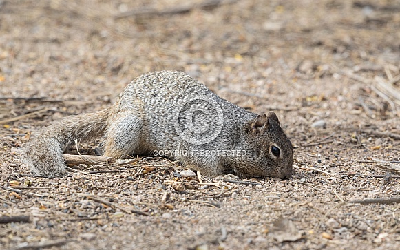 Rock Squirrel