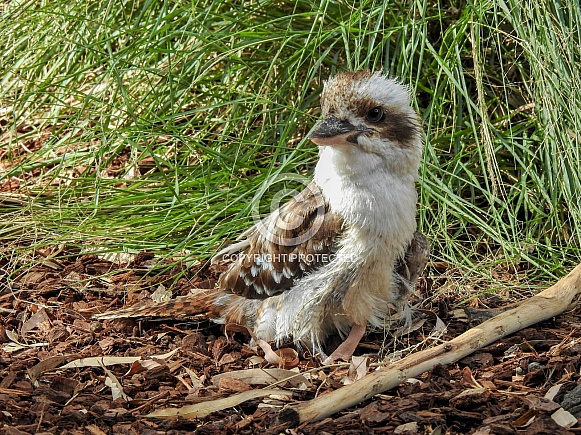 Kookaburra