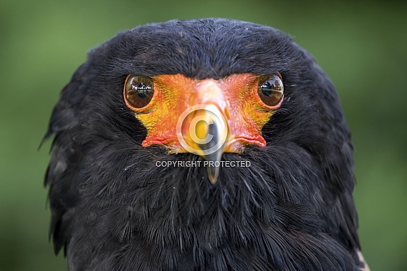 Bateleur (Terathopius ecaudatus) Bateleur (Terathopius ecaudatus)