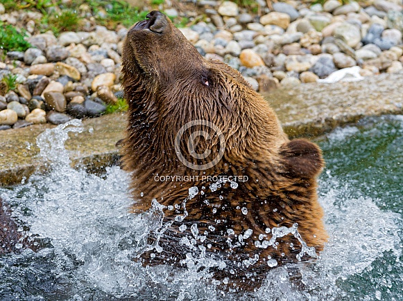 Brown Bear Brown Bear