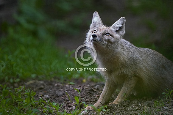 Corsac Fox