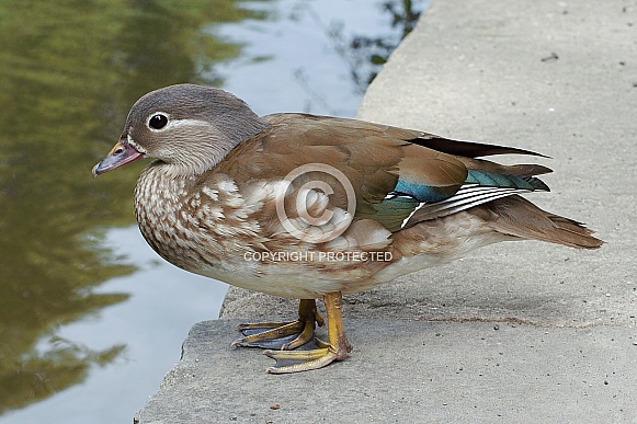 Mandarin Duck