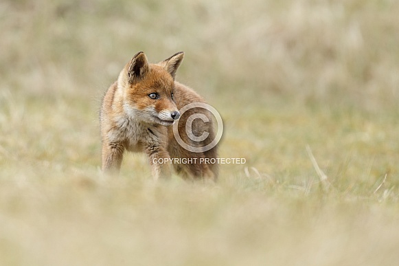 Red Fox Cub