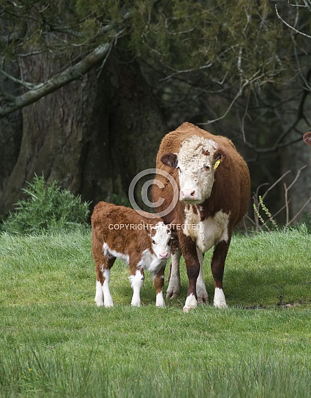 Hereford cows