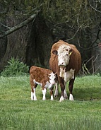 Hereford cows
