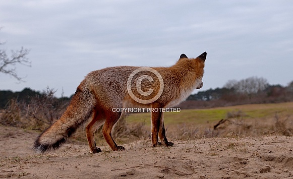 Red Fox