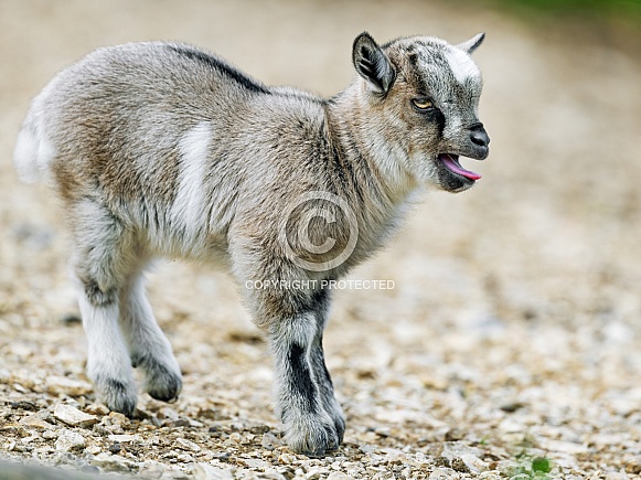 Young goat with open mouth