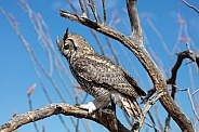 Profile of a horned owl in a tree