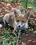 Young Fox