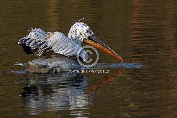 Dalmatian Pelican Dalmatian Pelican