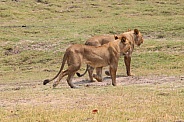 Young adult lions on the hunt