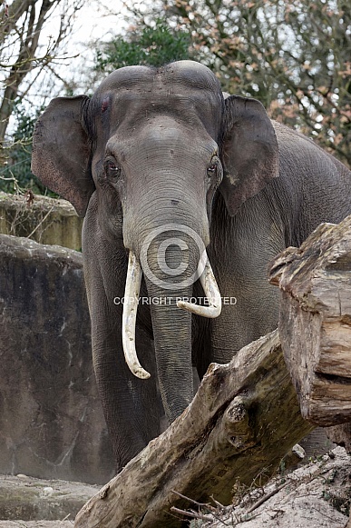 Indian elephant (Elephas maximus indicus)