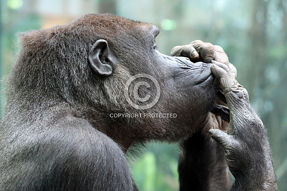 Western Lowland Gorilla