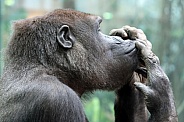 Western Lowland Gorilla