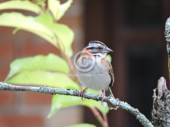 Rufous-Collared Sparrow Rufous-Collared Sparrow