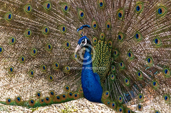 Male Peacock Displaying