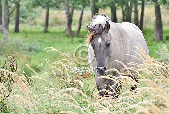 Konik Horses