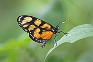 Melantho Tigerwing