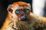 Sclater's lemur portrait