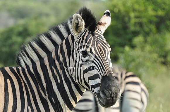Zebra Zebra