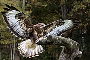 Common Buzzard