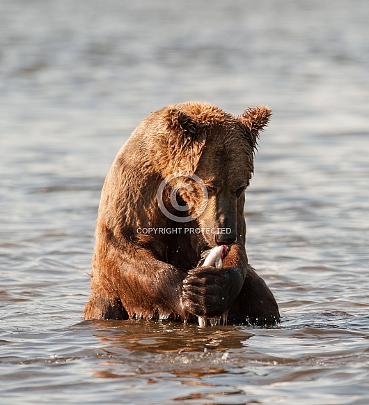 Brown Bear holding a fish