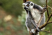 Ring Tailed Lemur Close Up In Tree