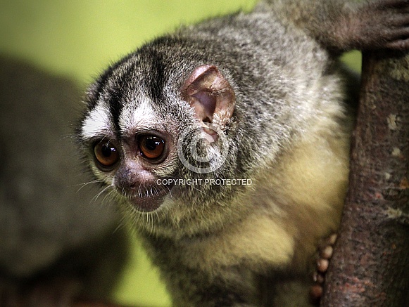 Grey-legged dourourcouli Grey-legged dourourcouli