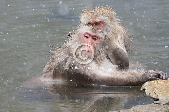 Snow monkey in hot spring Snow monkey in hot spring