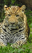 Javan Leopard