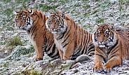 Sumatran Tiger-Cool Sumatran Tigers