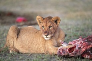 Lion cub with morning breakfast