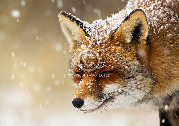 Red fox Red fox